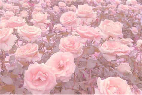 roses aesthetic uploaded by ʀᴜᴇ on We Heart It | Flower aesthetic, Aesthetic roses, Pastel pink ...