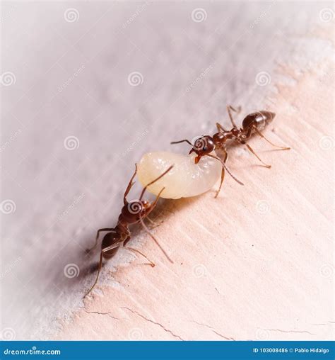 Wood Ants, Formica, Carrying Their Eggs To a New Home, this Ant is Often a Pest in Houses, in a ...