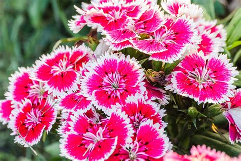 How to Grow China Pinks (Dianthus Chinensis) | Gardener’s Path