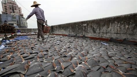 Shark fin ban might not help sharks, scientists say | CTV News