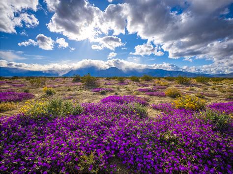 Purple Desert Sand Verbena & Desert Sunflowers California … | Flickr