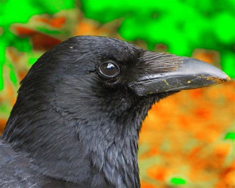 "Eye-catcher" | Lovely crow showing off it's beautiful eye. | Sean ...