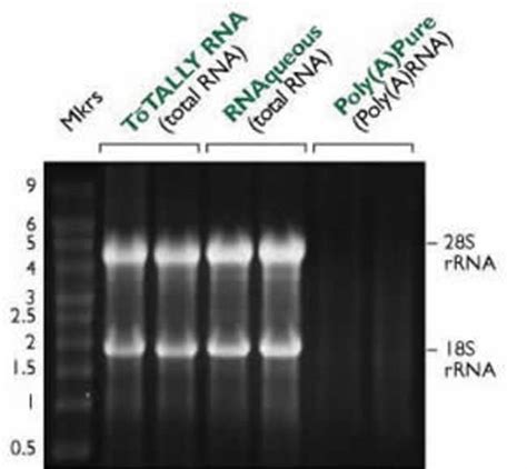 RNAlater Stabilization Solution - Thermo Fisher Scientific