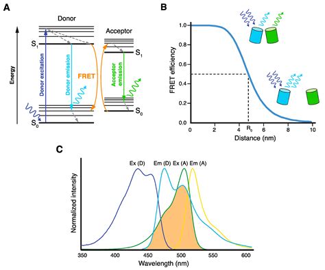 Biosensors | Free Full-Text | FRET Microscopy in Yeast