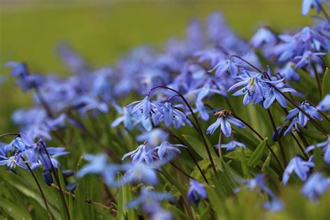 Purple Spring Flowers for your Garden Design — Meadowlark Journal