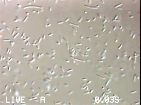 Listeria With Tumbling Motility