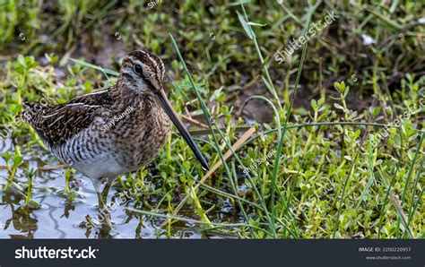 6,644 Snipe Bird Images, Stock Photos & Vectors | Shutterstock