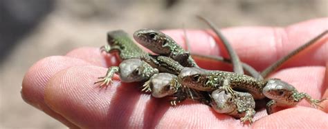 A quarter century of saving sand lizards | Amphibian and Reptile ...