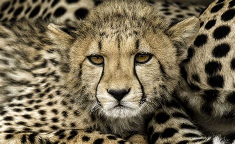 Cheetah Spots All Around | Smithsonian Photo Contest | Smithsonian Magazine