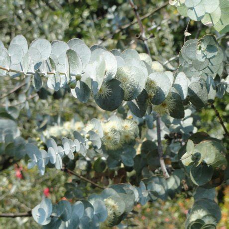 Eucalyptus pulverulenta ‘Baby Blue’ – Pioneer Nursery