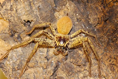 Hidden housemates: Australia’s huge and hairy huntsman spiders ...