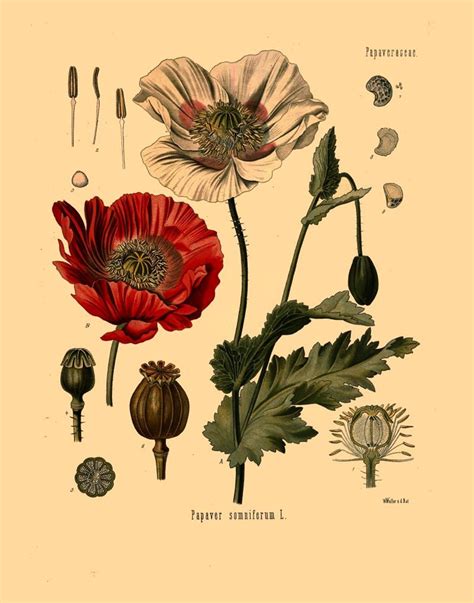 Opium Poppy Flowers and Seeds Illustration Digital Download - Etsy