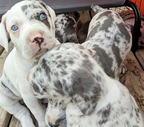 Deep South's Catahoula Bulldogs | Catahoula, Bulldog puppies, Bulldog