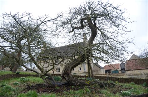 Newton’s Apple, Woolsthorpe Manor, Lincolnshire | Ancient Tree Forum