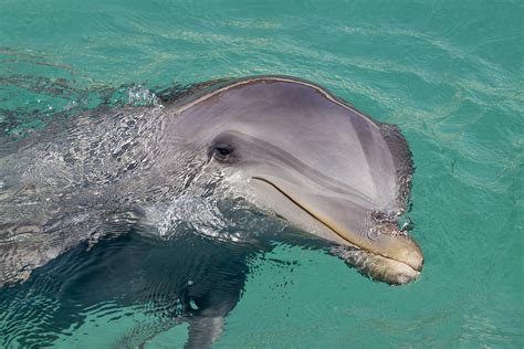 Smiling Atlantic Bottlenose Dolphin Photograph by Dave Fleetham