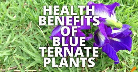 11 Potential Health Benefits Of Blue Ternate Plants