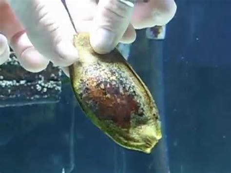 Hatching Coral Banded Cat Shark Egg - YouTube