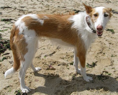 Podenco Ibicenco