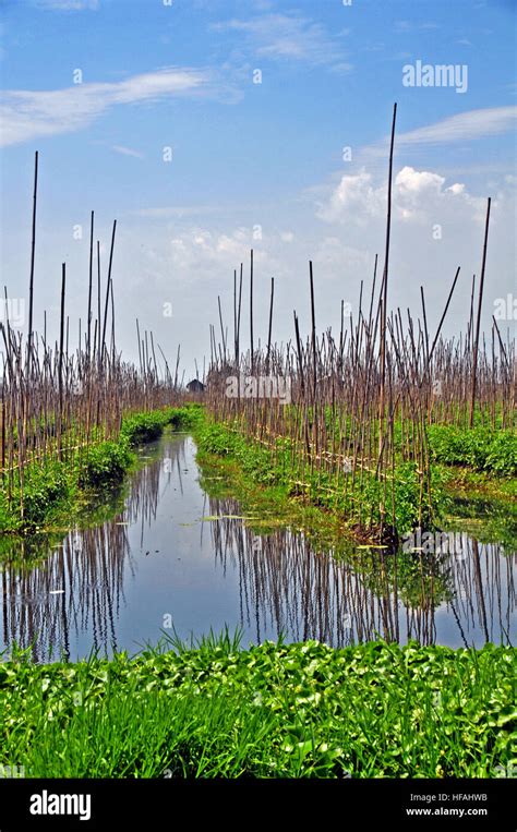 floating garden Inle Lake Myanmar Stock Photo - Alamy