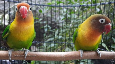 Lovebird Singing & Chirping Sounds - Green Fischer Pair - YouTube