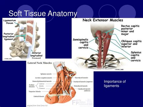 PPT - CERVICAL SPINE INJURIES PowerPoint Presentation, free download - ID:289834