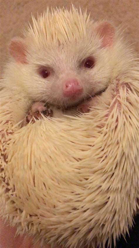 Albino Hedgehog. African Pygmy Hedgehog. | Tiere, Igel