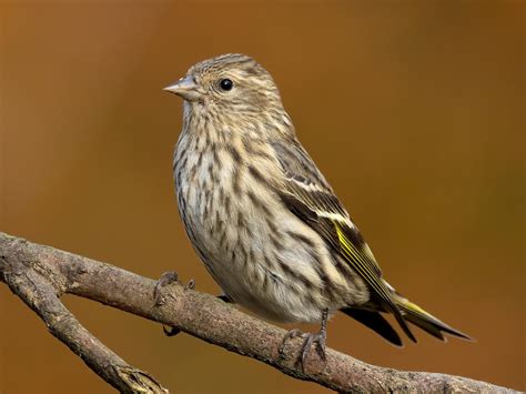 Pine Siskin | Celebrate Urban Birds