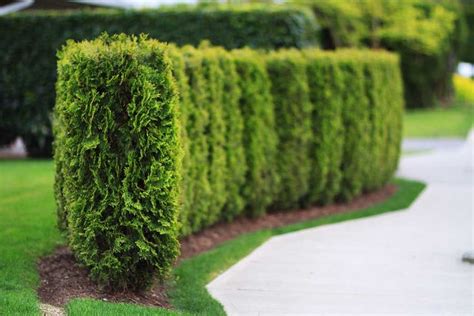 Planting a Cedar Hedge | Hedges landscaping, Cedar hedge, Boxwood ...