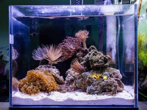 Top 15 Best Nano Aquariums in 2023 (Recommended)