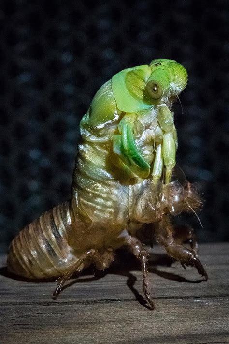 Time lapse: watch an entrancing video of a cicada shedding its crunchy shell