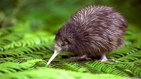 Amazing facts about the kiwi bird - YouTube