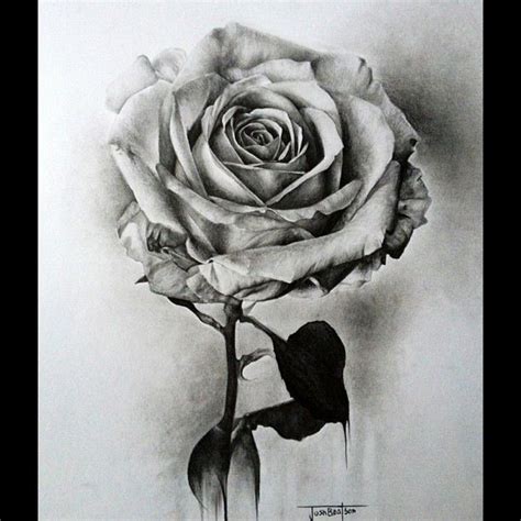 25 Beautiful Rose Drawings and Paintings for your inspiration | Beautiful flower drawings, Roses ...