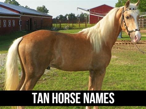 150+ Native American Horse Names and Their Inspiration