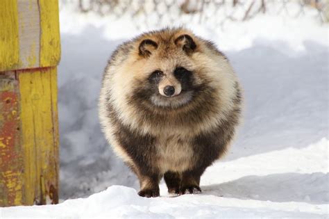 Is A Tanuki A Dog Or A Raccoon