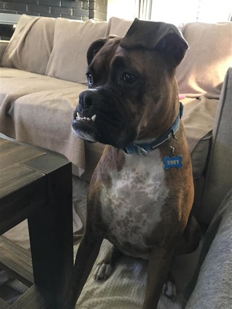 Teeth : r/Boxer