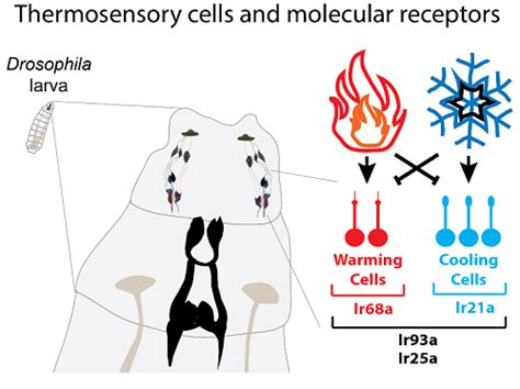 The Thermo-Balancing Act: New Molecular Thermoreceptors, Cells, and ...