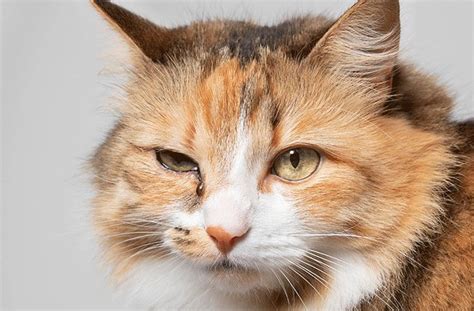 Eye Discharge in Cats - All About Vision