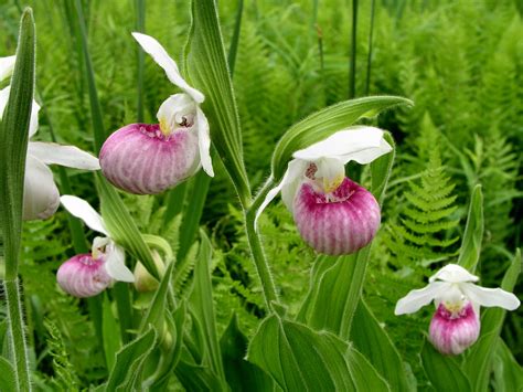 How to Own Lady's Slippers-Minnesota's Enchanting Native Orchids - Sargent's Nursery