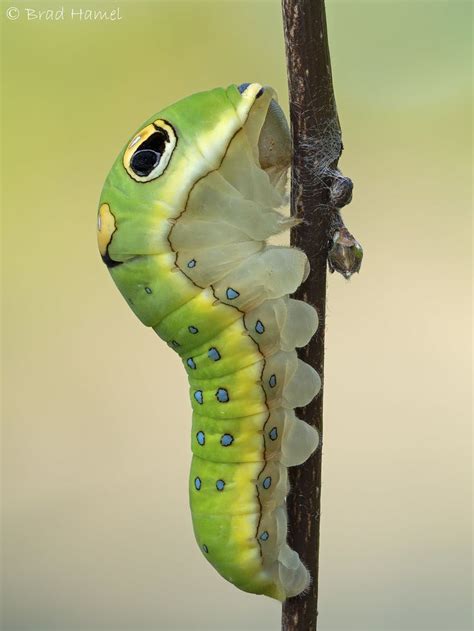 Spicebush Swallowtail Caterpillar