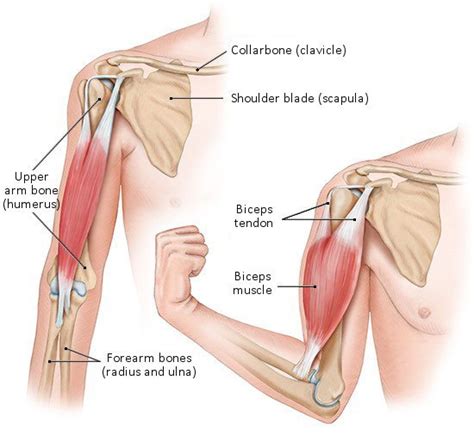 Tendons And Ligaments In The Arm