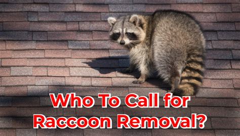 Who To Call for Raccoon Removal | Elite Pest Control