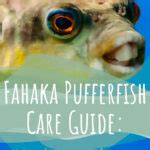 Fahaka Pufferfish (Tetraodon Lineatus) Care Sheet