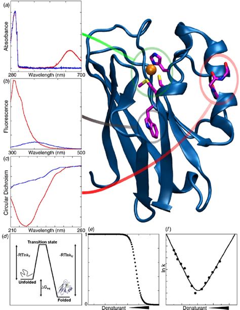 Analysis of protein folding and stability in vitro. (a) Visible ...