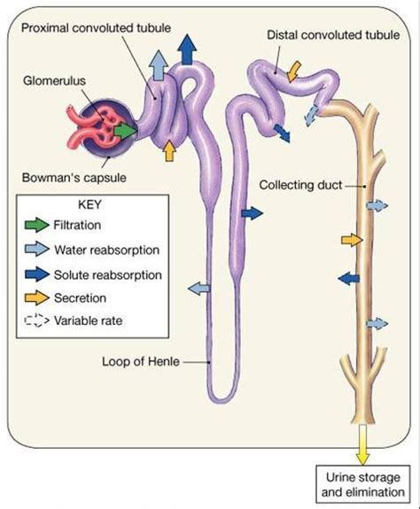 Process of filtration in kidney