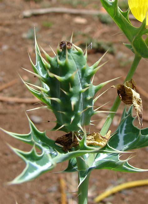 Argemone mexicana (Mexican prickly-poppy): Go Botany