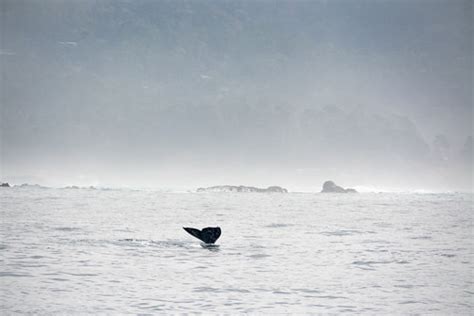 BOWW140124_14-84 | Gray Whale on its northern migration back… | Flickr