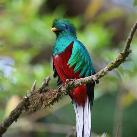 The Quetzal Bird – The Mixed Culture