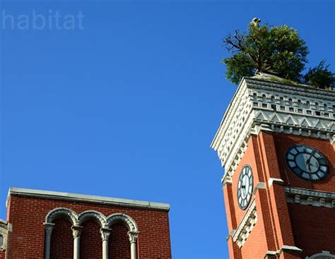 greensburg courthouse tree