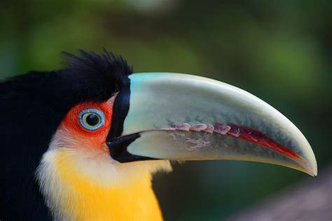 Toucan beak | Close up of a toucan at the bird park at Iguac… | peter_a_hopwood | Flickr