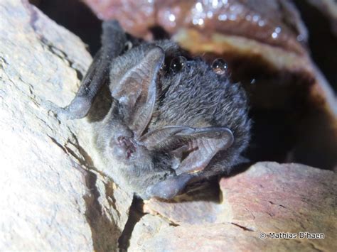 Taxonomy Evening bats (Vespertilionidae) - Observation.org